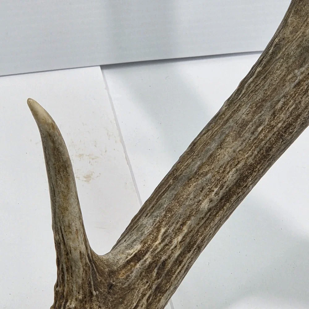 Vintage South Dakota Mule Deer Antler Taxidermy Mount 10 Point‎ 22